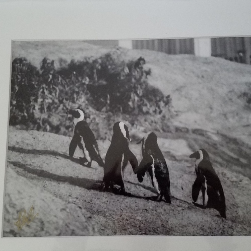 Safari photo penguins holding flippers